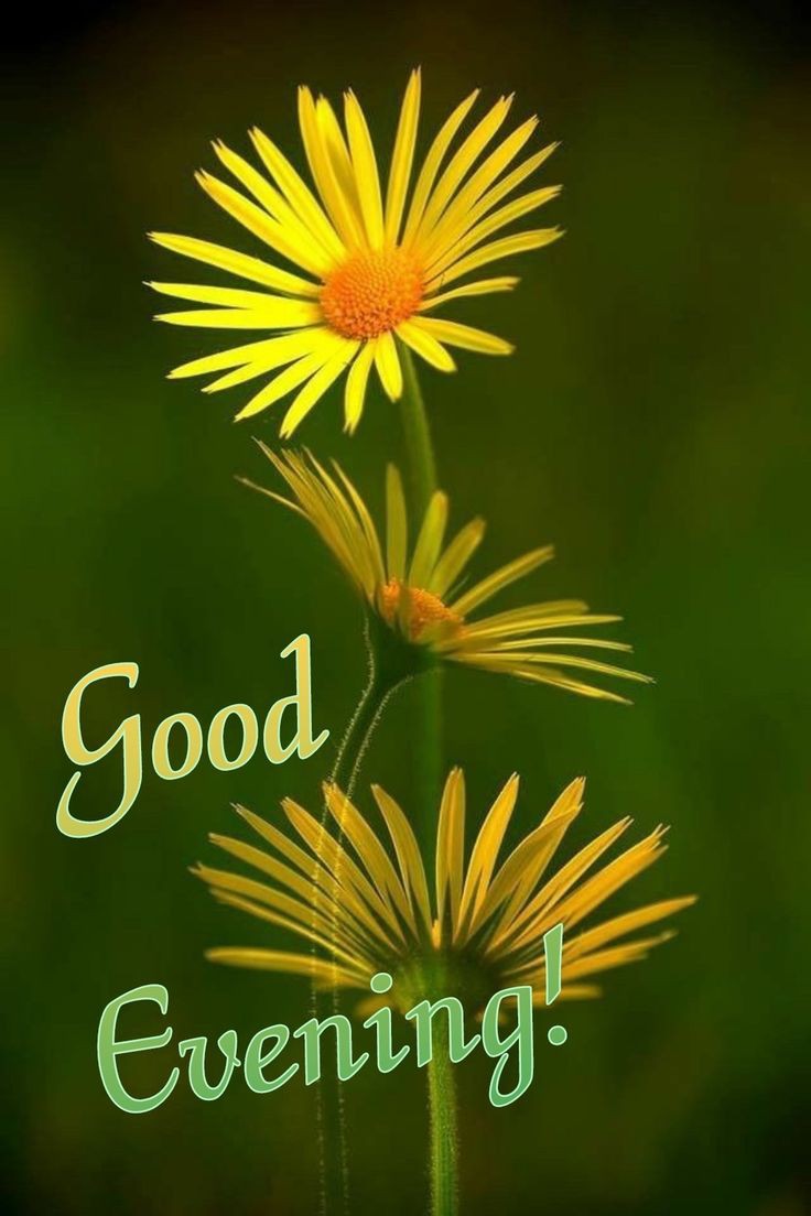 cute-have-a-good-evening-images