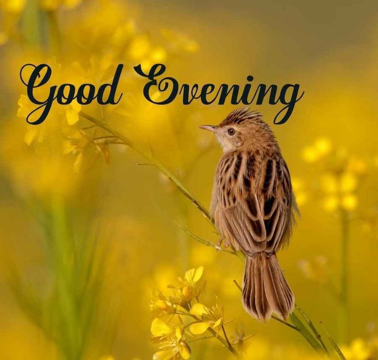 good-evening-darling-images