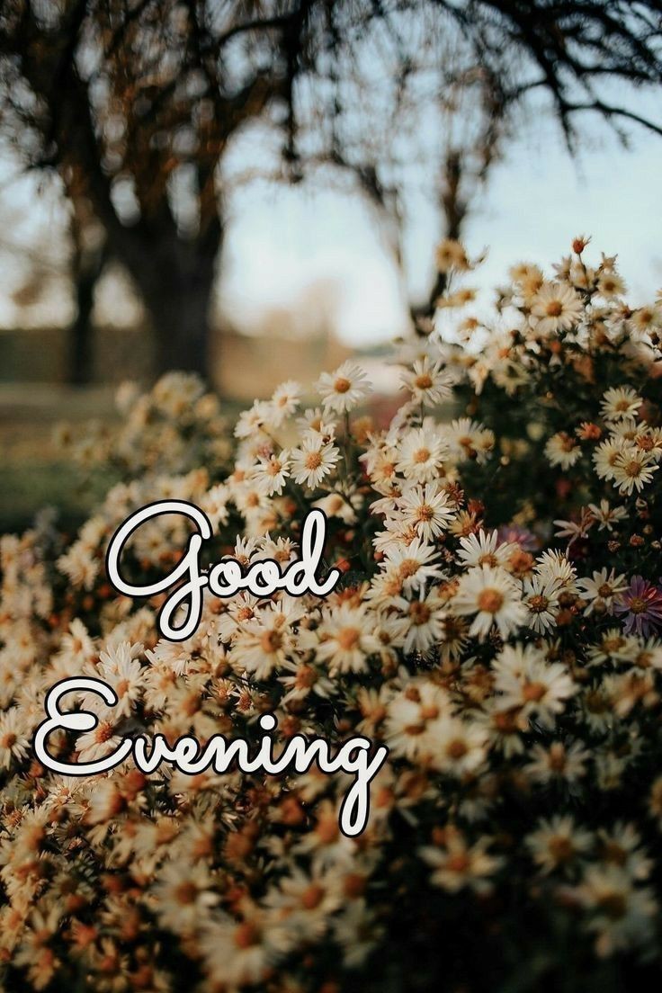 good-evening-images-cat