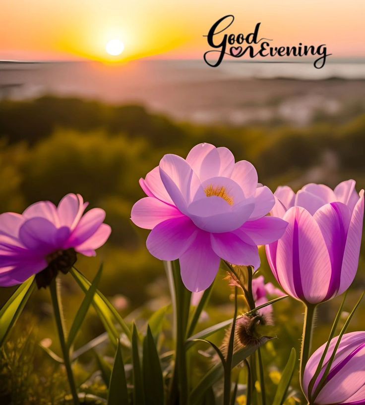 good-evening-images-download-free