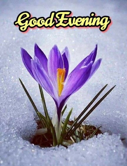 good-evening-images-gif