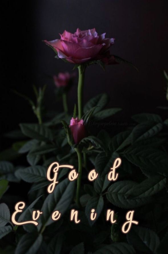 good-evening-messages-and-images