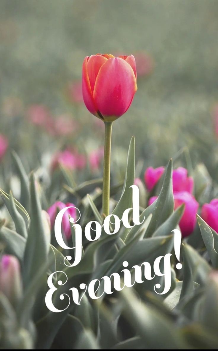 good-evening-quotes-and-images