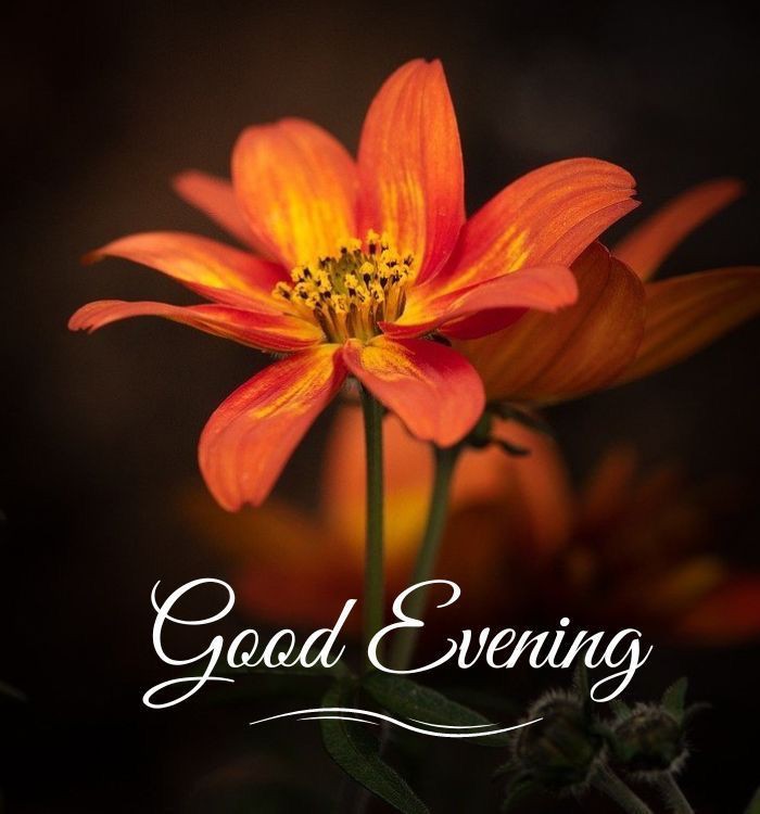 good-morning-images-download