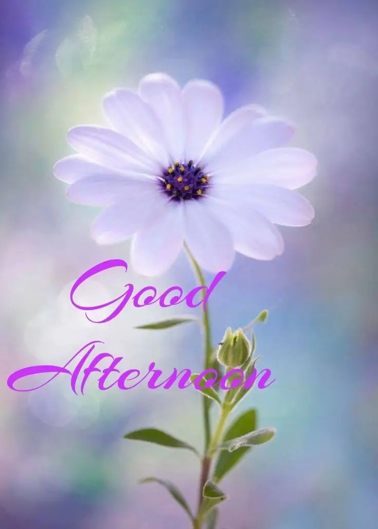 beautiful-afternoon-images