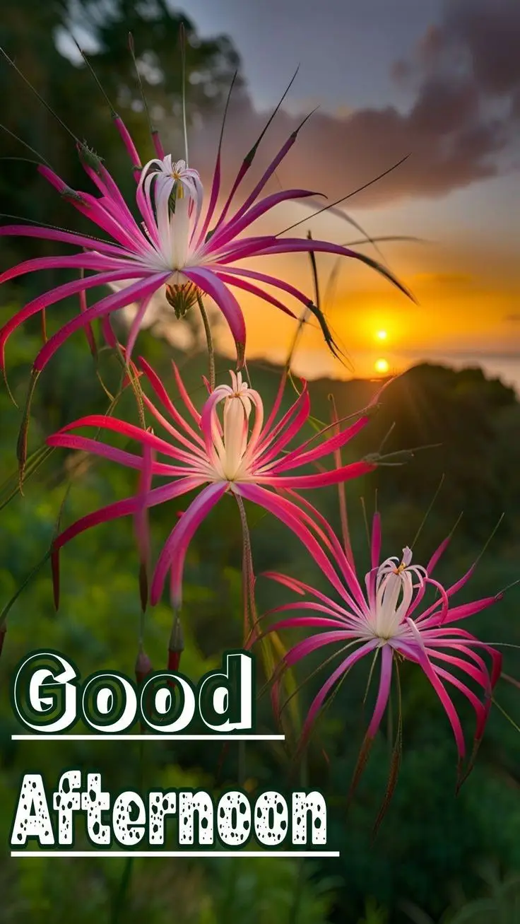 good-afternoon-images-african-american