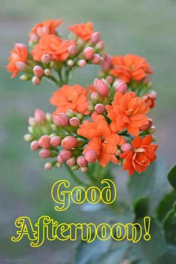 good-afternoon-images-african-american