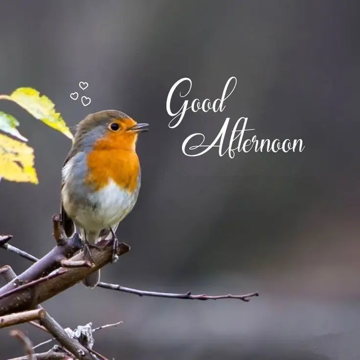 good-afternoon-photo-download