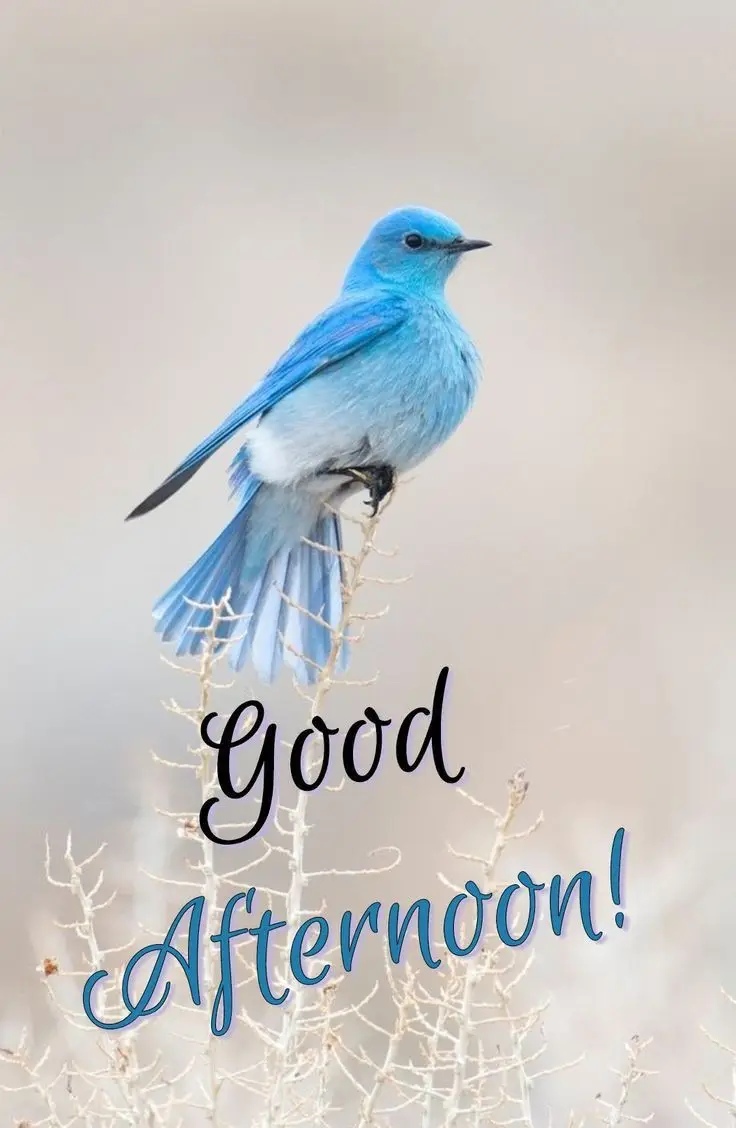 good-afternoon-photo-with-quotes