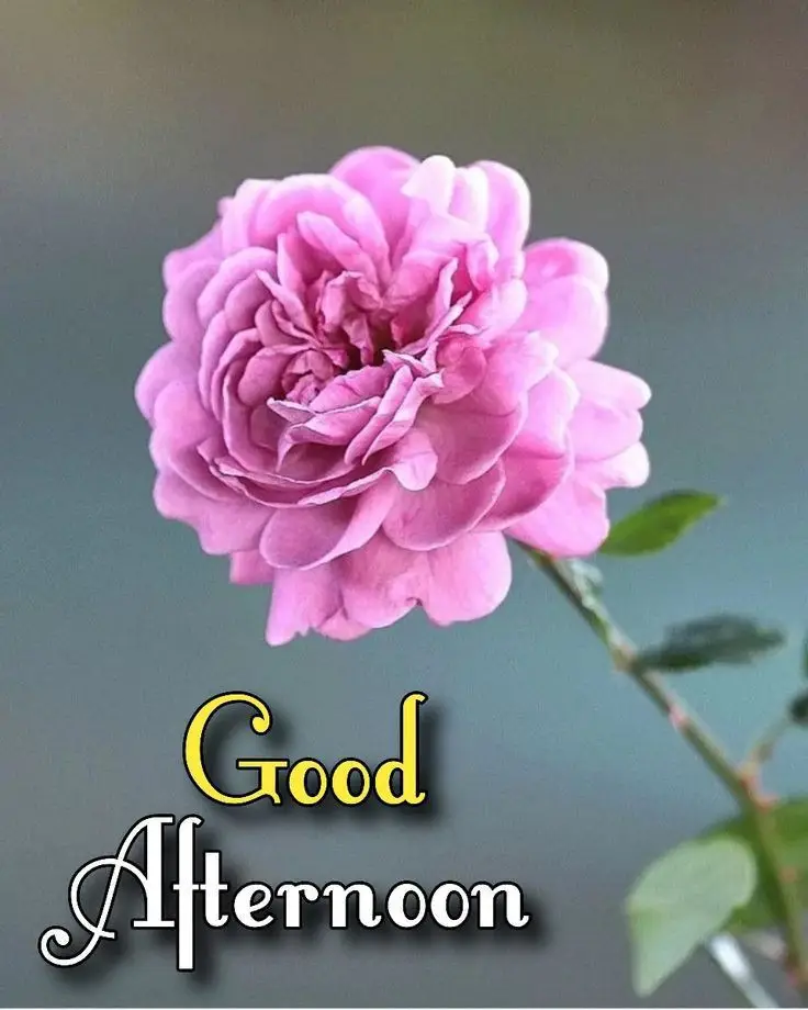 good-afternoon-pic-cute