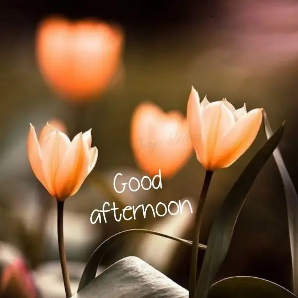 good-afternoon-picture-messages