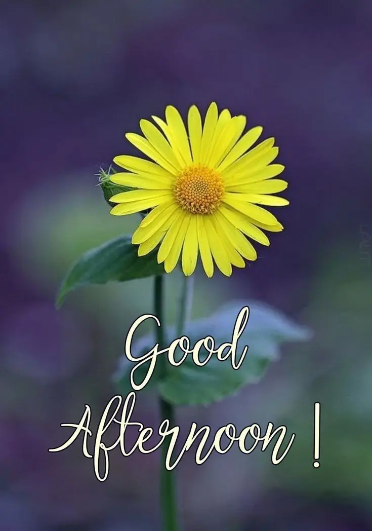 happy-sunday-good-afternoon-pic